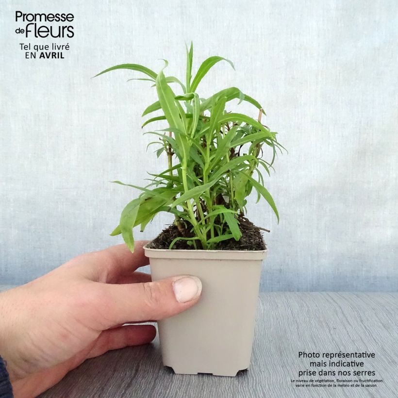 Exemplaar van Penstemon Harlequin Red - Slangenkop Kweekpotje van 8/9 cm zoals geleverd in de lente