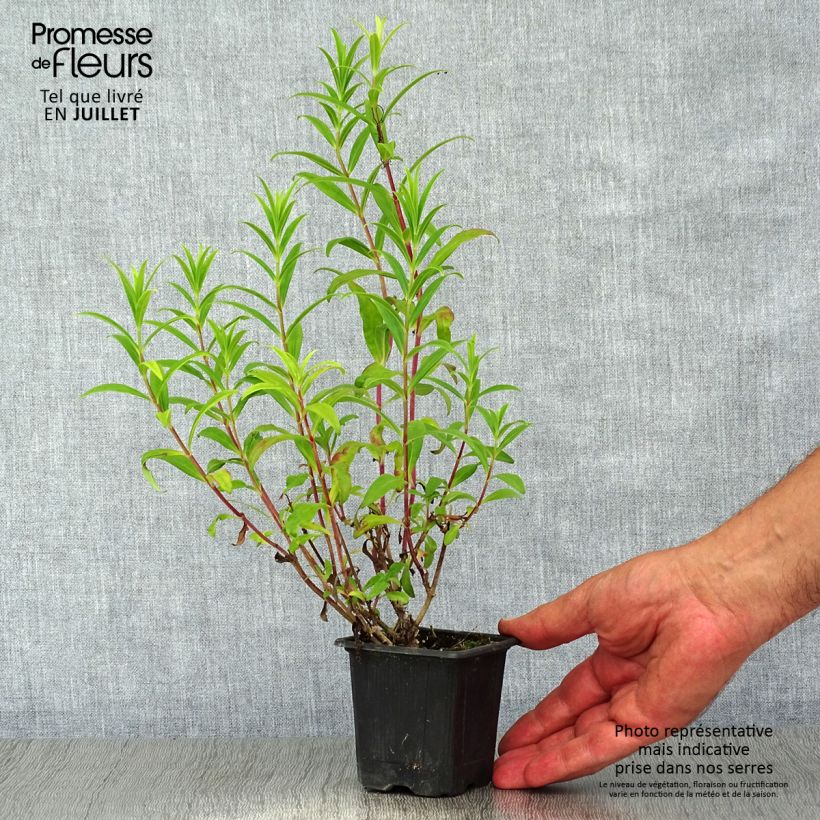 Exemplaar van Penstemon Hewell Pink Bedder - Slangenkop Kweekpotje van 8/9 cm zoals geleverd in de zomer