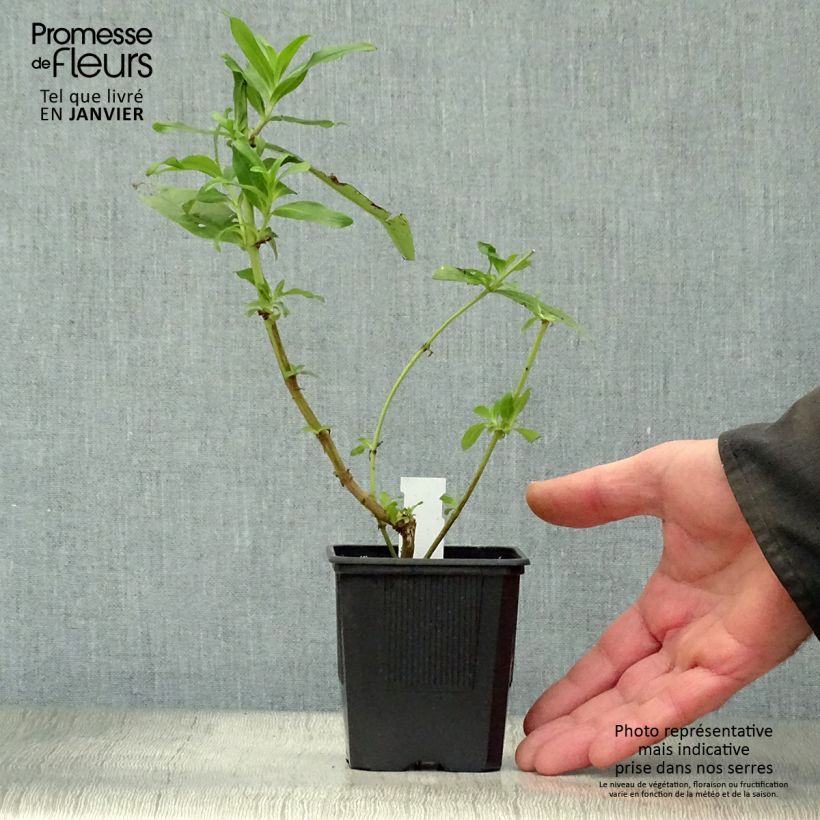 Example of Penstemon Le Phare - Slangenkop Kweekpotje van 8/9 cm as you get in hiver