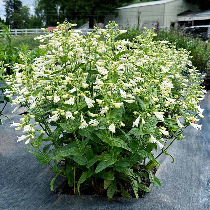 Penstemon Nova Pearl - Slangenkop (Plant habit)