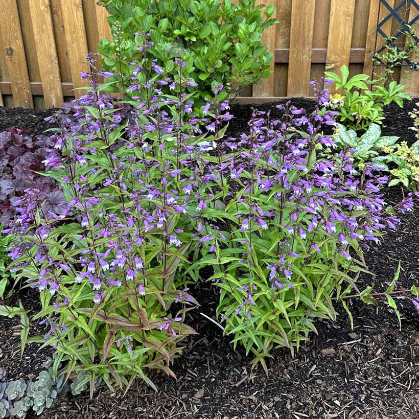 Penstemon Nova Twilight - Slangenkop (Plant habit)
