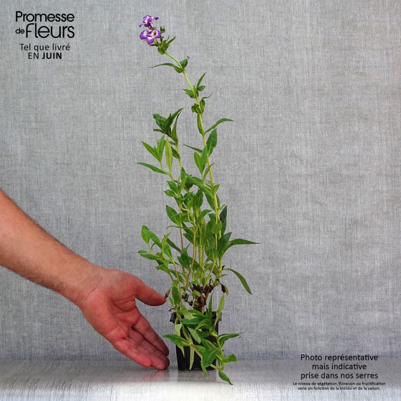 Exemplaar van Penstemon Pensham Czar - Slangenkop Kweekpotje van 8/9 cm zoals geleverd in de zomer