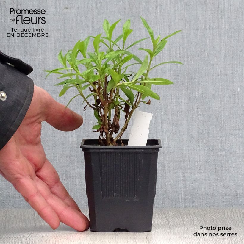 Example of Penstemon Pensham Czar - Slangenkop Kweekpotje van 8/9 cm as you get in hiver