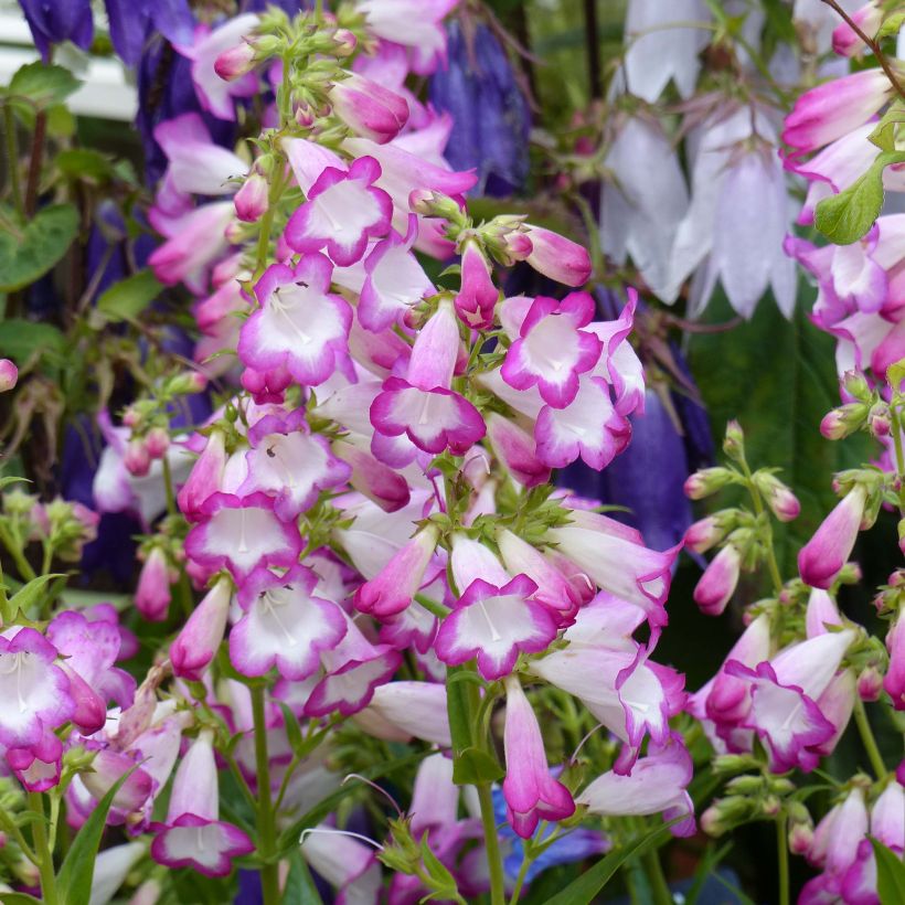 Penstemon Pensham Laura - Slangenkop (Flowering)