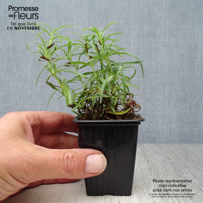 Exemplaar van Penstemon Polaris Rose - Slangenkop roze Kweekpotje van 7/8 cm zoals geleverd in de herfst