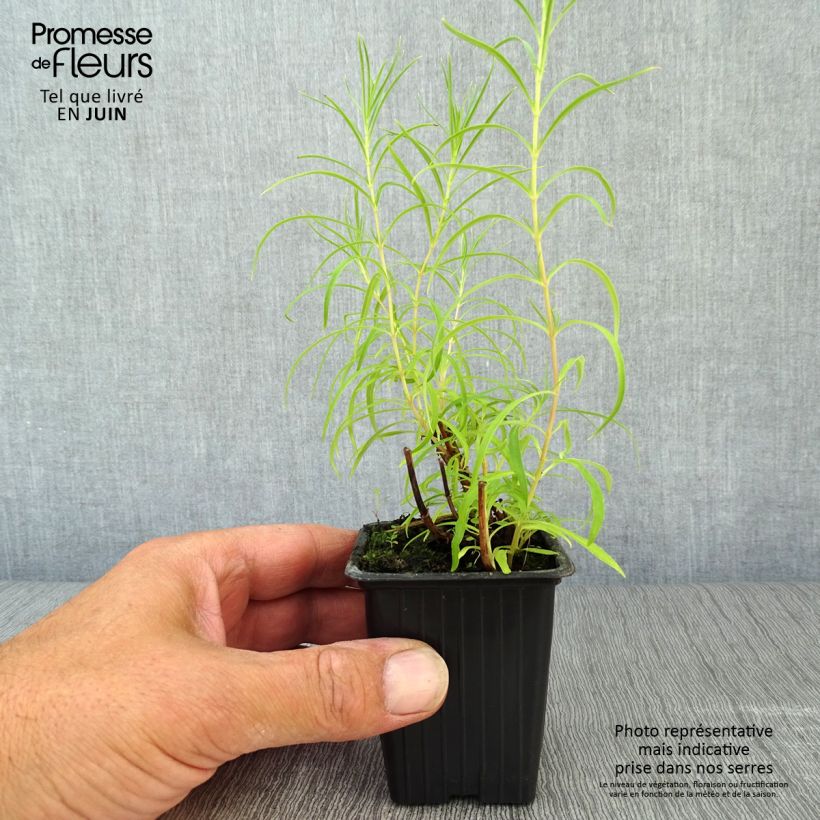 Exemplaar van Penstemon Polaris Rose - Slangenkop roze Kweekpotje van 7/8 cm zoals geleverd in de zomer
