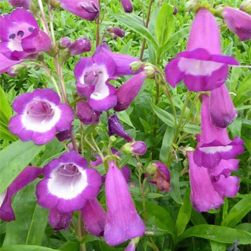 Penstemon Purple Passion - Slangenkop (Flowering)