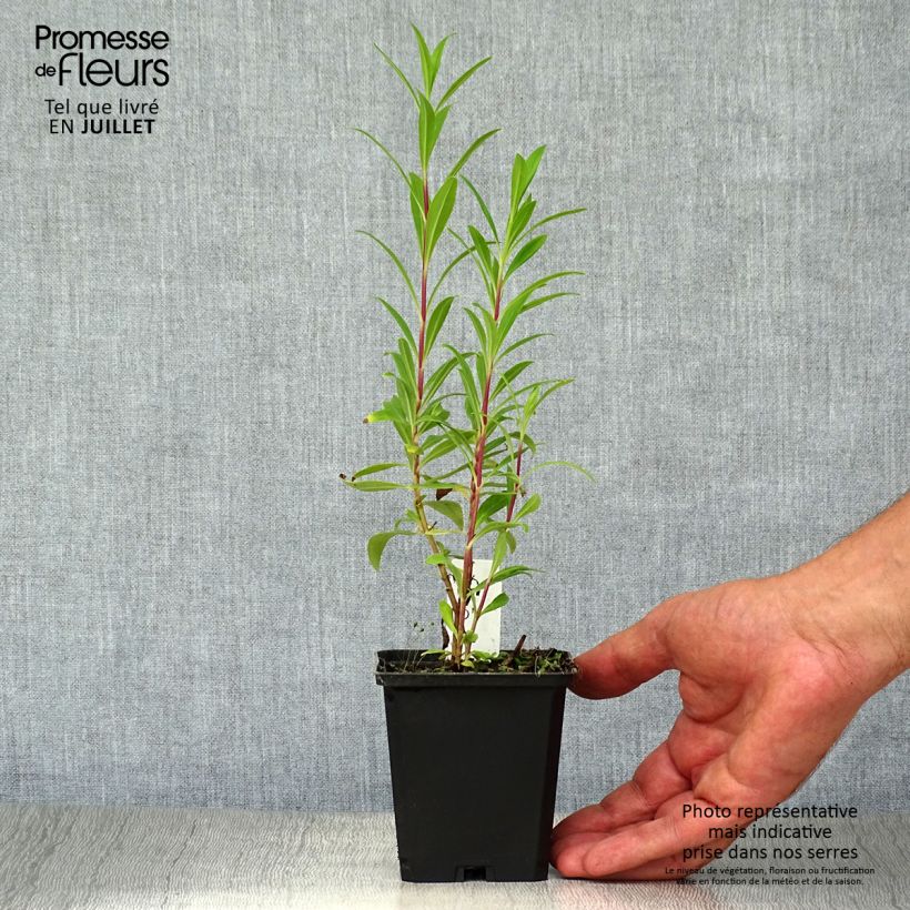Exemplaar van Penstemon Purple Passion - Slangenkop Kweekpotje van 8/9 cm zoals geleverd in de zomer