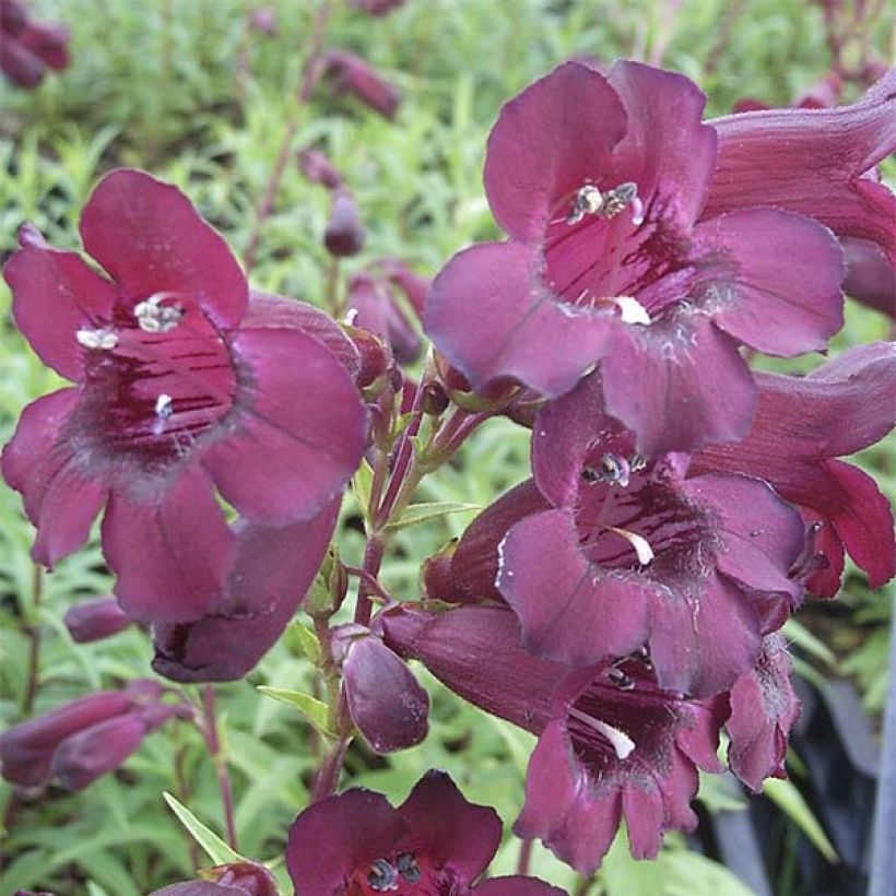 Penstemon Rich Ruby - Slangenkop (Flowering)