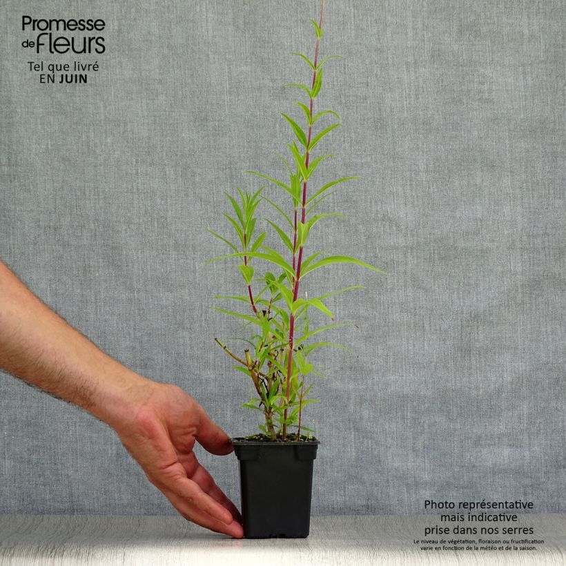 Exemplaar van Penstemon Rich Ruby - Slangenkop Kweekpotje van 7/8 cm zoals geleverd in de zomer