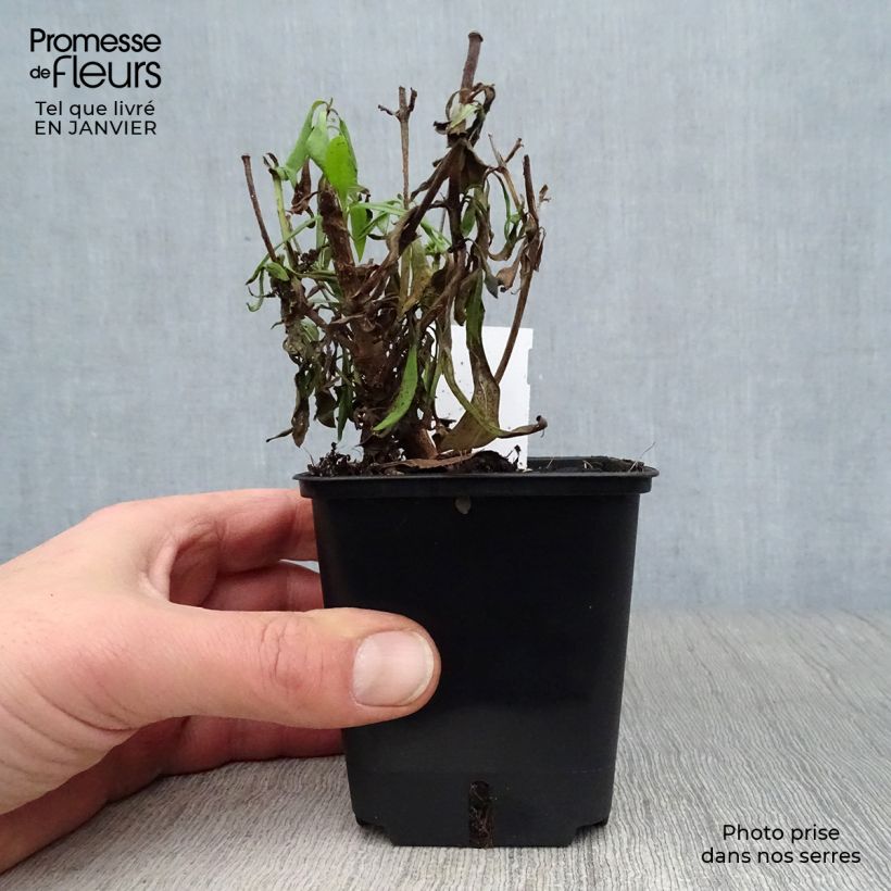 Example of Penstemon Rich Ruby - Galane Kweekpotje van 7/8 cm as you get in hiver