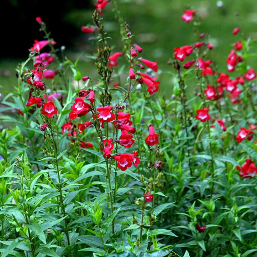 Penstemon Rubicundus - Slangenkop (Flowering)