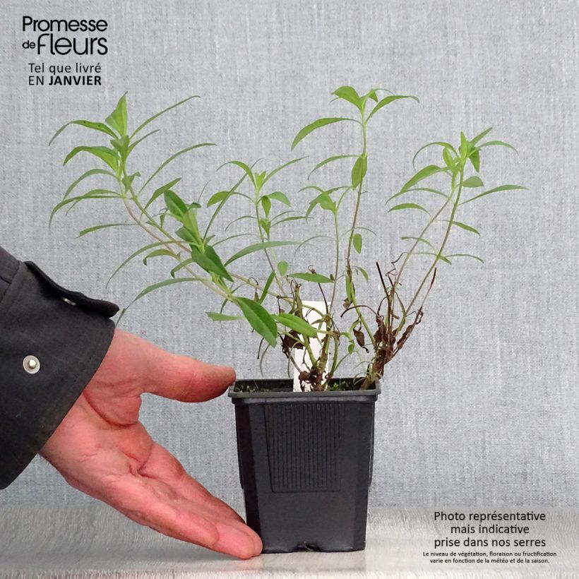 Example of Penstemon Souvenir d'Adrien Régnier - Galane Kweekpotje van 8/9 cm as you get in hiver