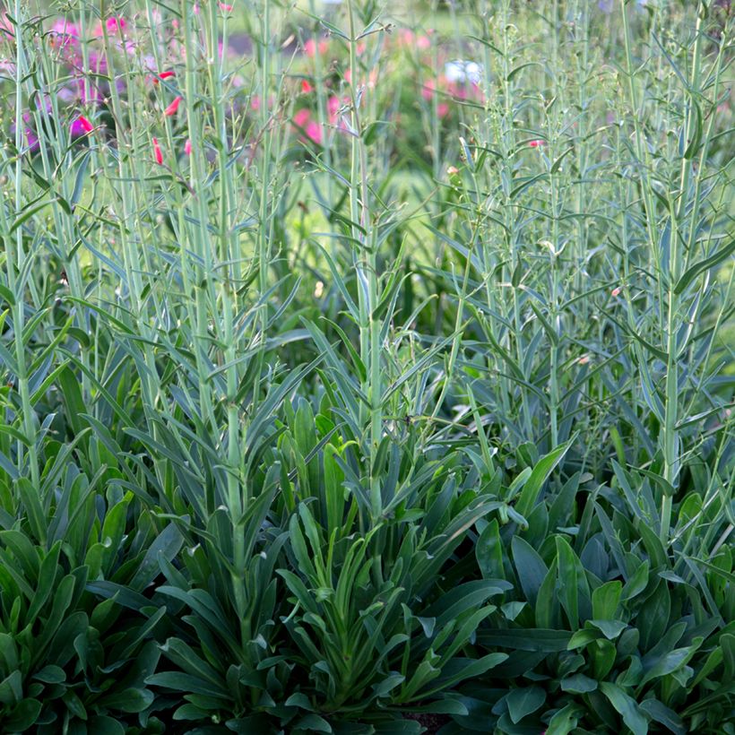 Penstemon barbatus Coccineus - Slangenkop (Blad)