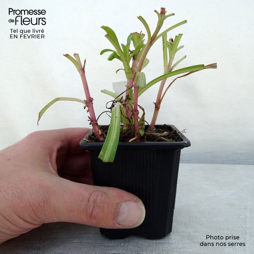 Example of Penstemon barbatus Coccineus - Slangenkop Kweekpotje van 8/9 cm as you get in hiver