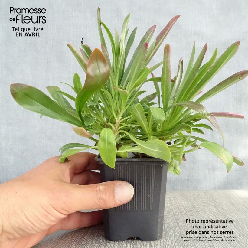 Exemplaar van Penstemon barbatus Coccineus - Slangenkop Kweekpotje van 8/9 cm zoals geleverd in de lente