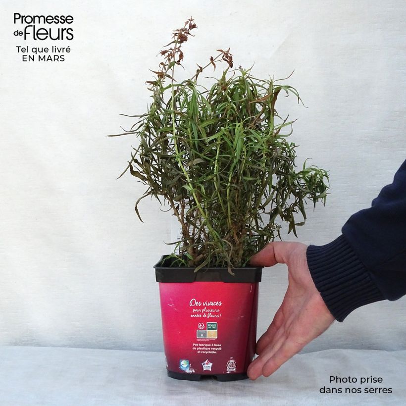 Exemplaar van Penstemon barbatus Coccineus - Slangenkop Pot van 2 l/3 l zoals geleverd in de lente