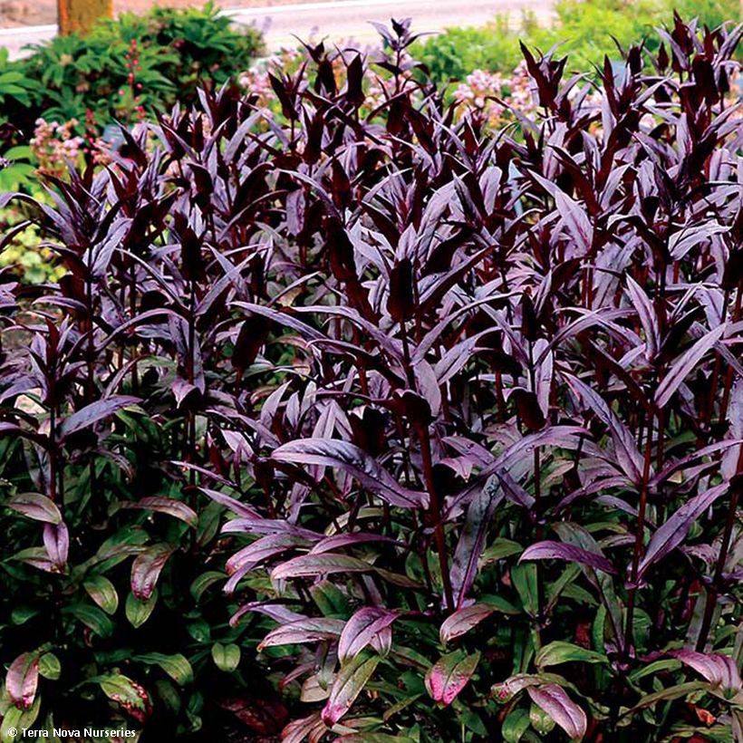 Penstemon digitalis Dakota Burgundy - Slangenkop (Blad)
