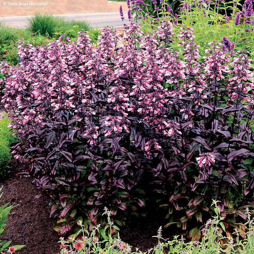 Penstemon digitalis Dakota Burgundy - Slangenkop (Groeiplaats)