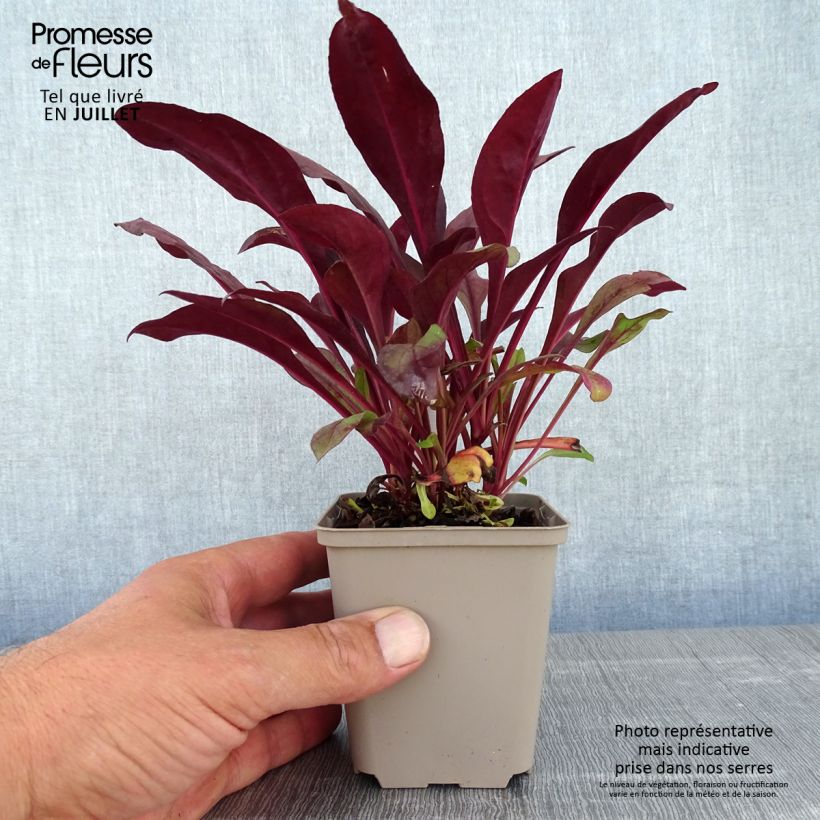 Exemplaar van Penstemon digitalis Dakota Burgundy - Slangenkop Kweekpotje van 8/9 cm zoals geleverd in de zomer