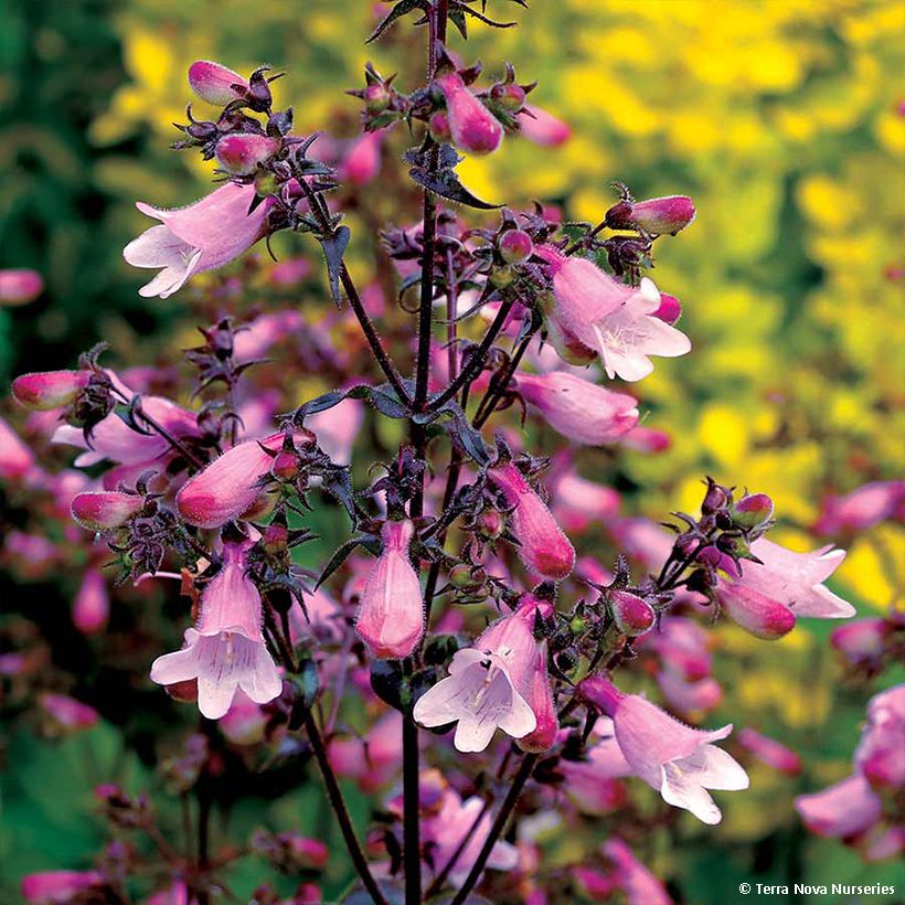 Penstemon digitalis Dakota Verde - Slangenkop (Bloei)