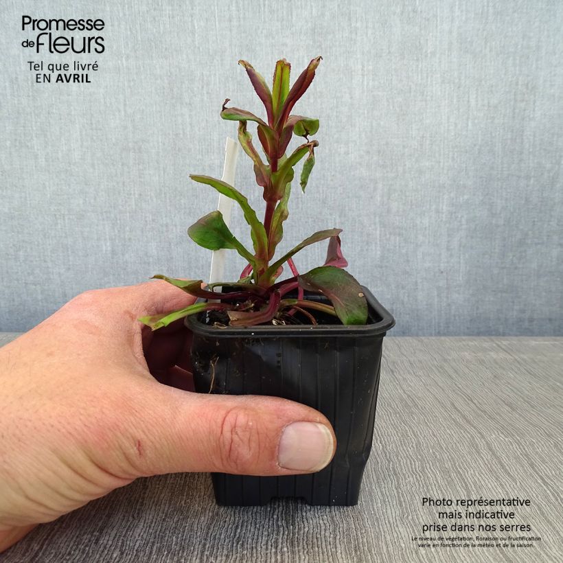 Exemplaar van Penstemon digitalis Dakota Verde - Slangenkop Kweekpotje van 8/9 cm zoals geleverd in de lente