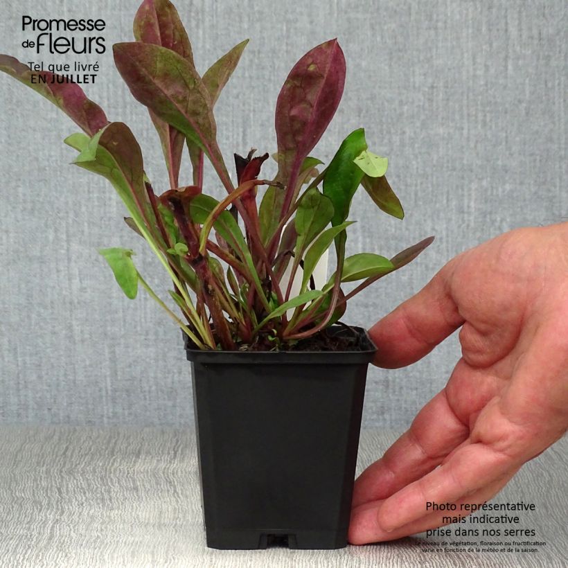Exemplaar van Penstemon digitalis Dark Towers - Slangenkop Kweekpotje van 8/9 cm zoals geleverd in de zomer