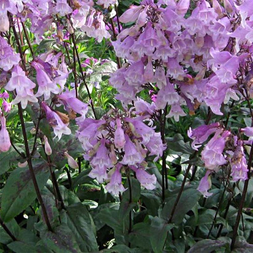 Penstemon digitalis Pocahontas - Slangenkop (Flowering)