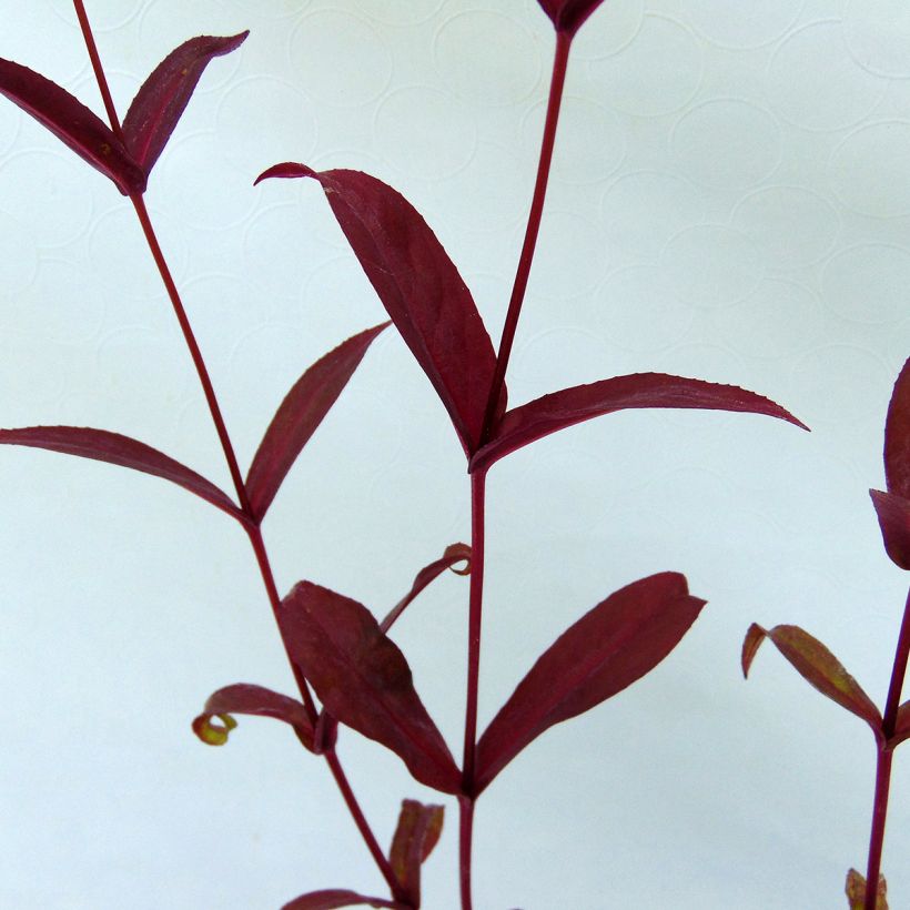 Penstemon digitalis Pocahontas - Slangenkop (Foliage)