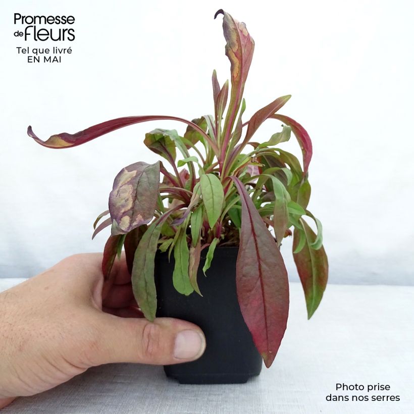 Exemplaar van Penstemon digitalis Pocahontas - Slangenkop Kweekpotje van 8/9 cm zoals geleverd in de lente