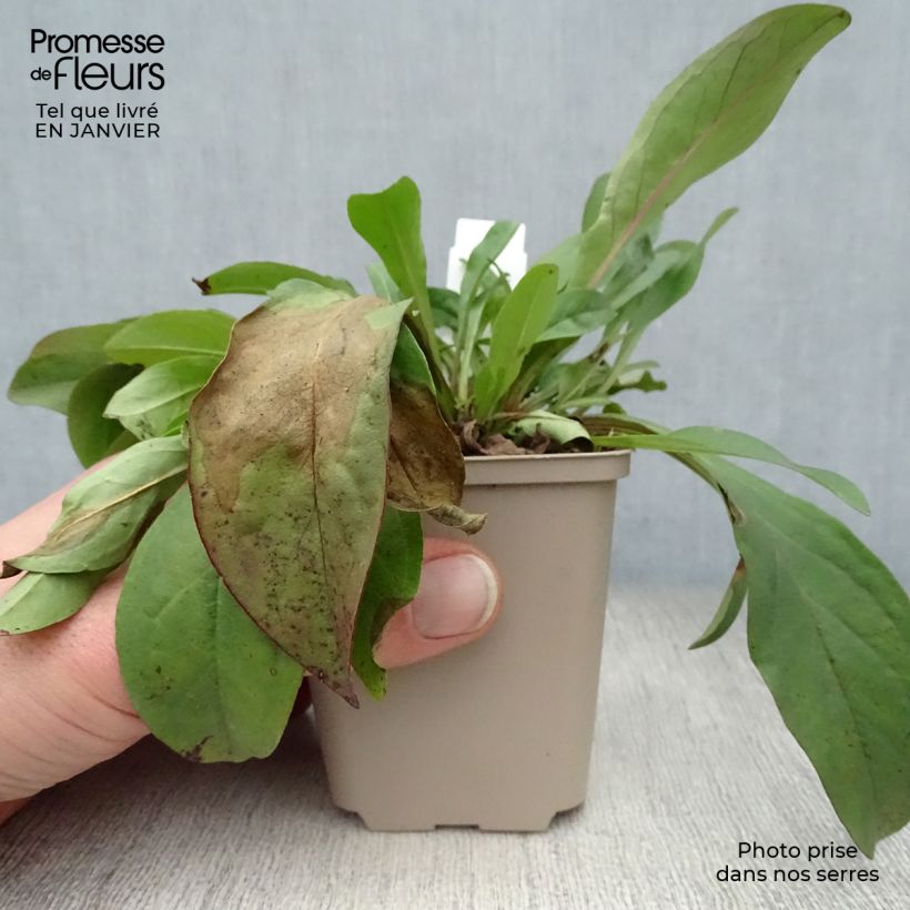 Example of Penstemon digitalis Pocahontas - Galane Kweekpotje van 8/9 cm as you get in hiver