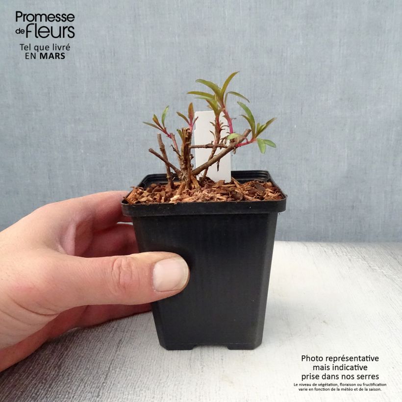 Exemplaar van Penstemon glaber - Slangenkop Kweekpotje van 8/9 cm zoals geleverd in de lente