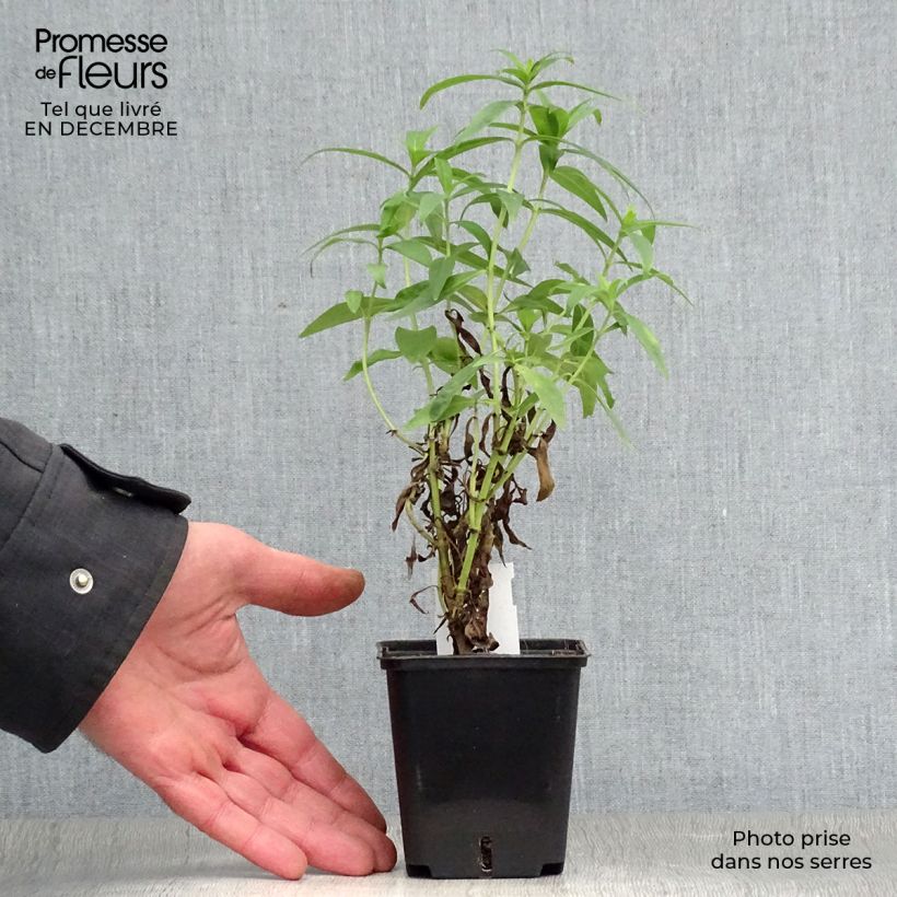 Example of Penstemon Alice Hindley - Slangenkop Kweekpotje van 8/9 cm as you get in hiver