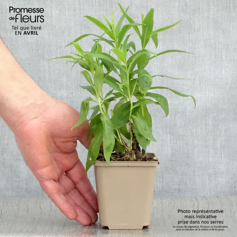 Exemplaar van Penstemon Alice Hindley - Slangenkop Kweekpotje van 8/9 cm zoals geleverd in de lente