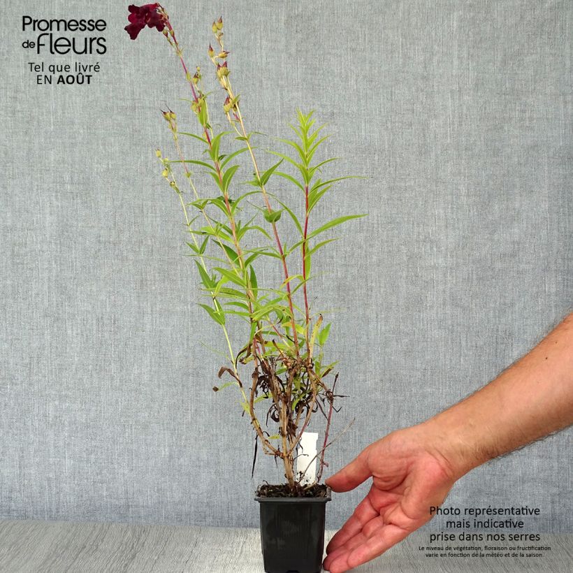 Exemplaar van Penstemon Blackbird - Slangenkop Kweekpotje van 7/8 cm zoals geleverd in de zomer