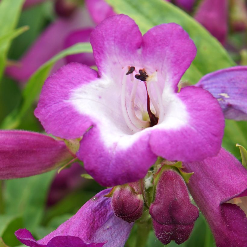 Penstemon Countess of Dalkeith - Slangenkop (Bloei)