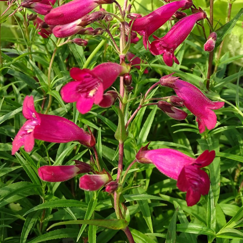 Penstemon Garnet - Slangenkop (Flowering)