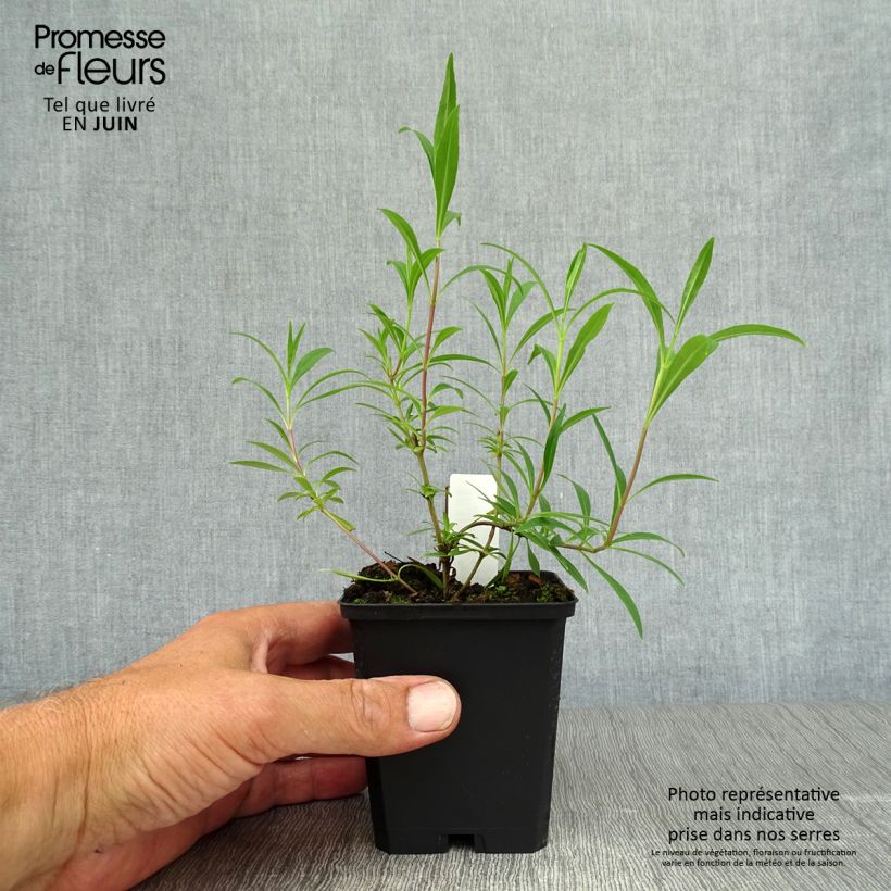 Exemplaar van Penstemon Garnet - Slangenkop Kweekpotje van 8/9 cm zoals geleverd in de zomer