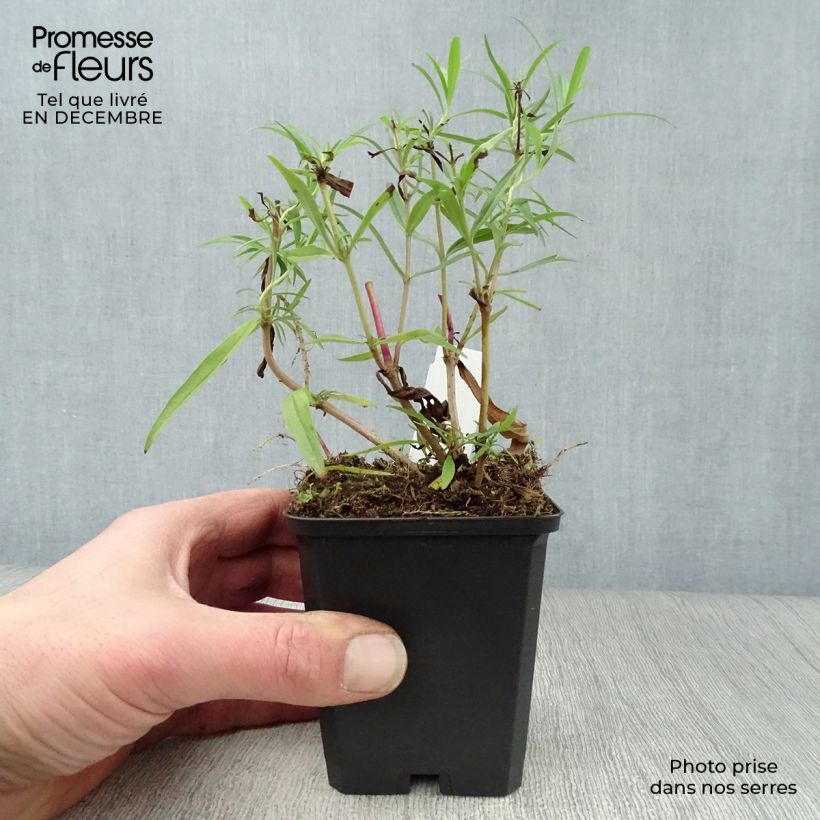 Example of Penstemon hybride Garnet - Galane Kweekpotje van 8/9 cm as you get in hiver
