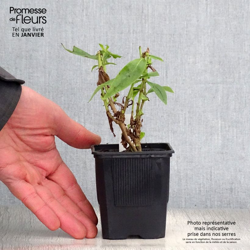 Example of Penstemon Gloire des quatre rues - Slangenkop Kweekpotje van 8/9 cm as you get in hiver