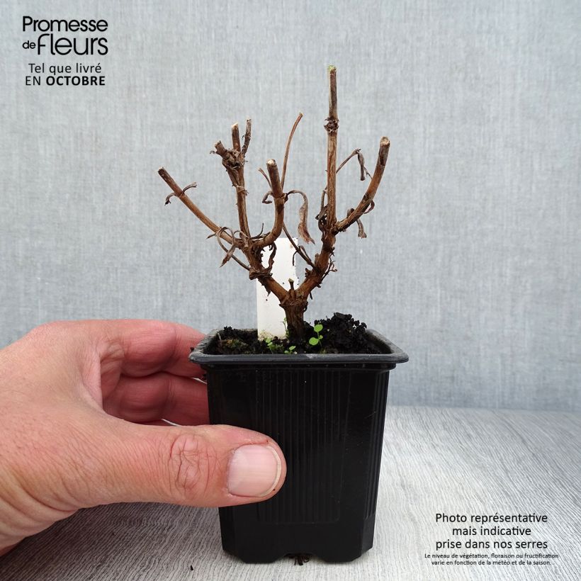 Exemplaar van Penstemon Gloire des quatre rues - Slangenkop Kweekpotje van 8/9 cm zoals geleverd in de herfst