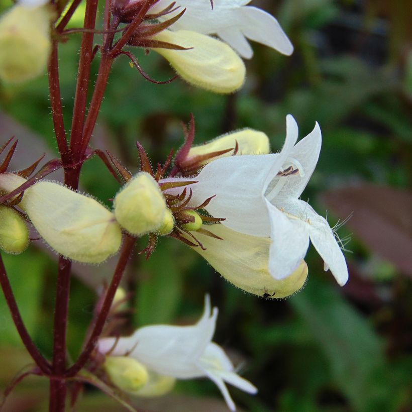 Penstemon digitalis Husker Red - Slangenkop (Flowering)