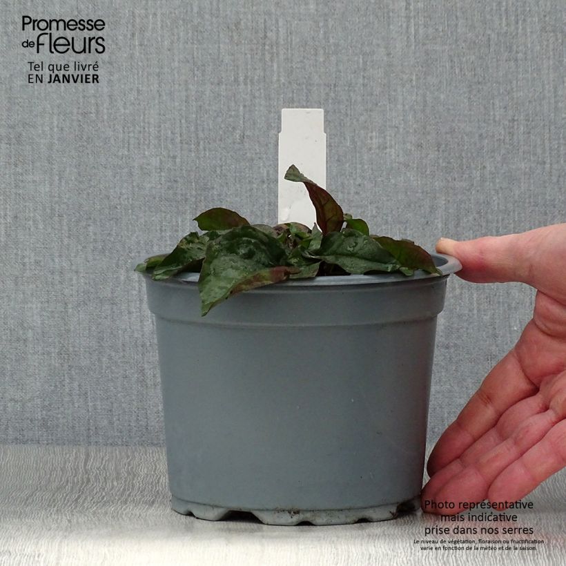 Example of Penstemon digitalis Husker Red - Slangenkop Pot van 2 l/3 l as you get in hiver