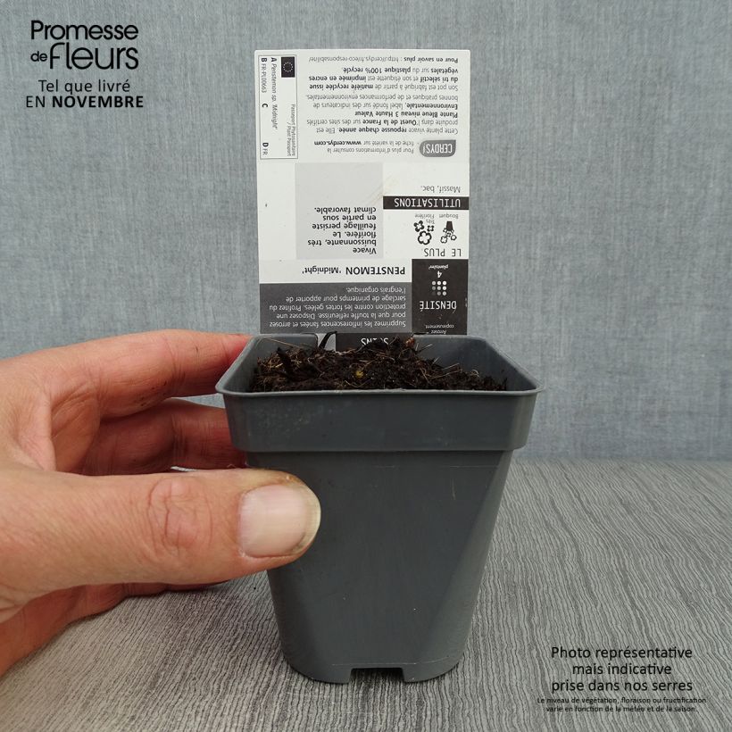 Exemplaar van Penstemon Midnight - Slangenkop Kweekpotje van 8/9 cm zoals geleverd in de herfst