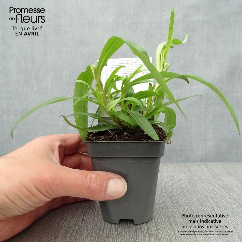 Exemplaar van Penstemon Midnight - Slangenkop Kweekpotje van 8/9 cm zoals geleverd in de lente