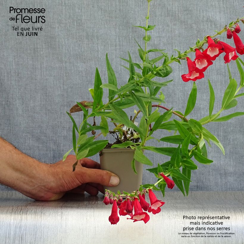 Exemplaar van Penstemon Rubicundus - Slangenkop Kweekpotje van 8/9 cm zoals geleverd in de zomer