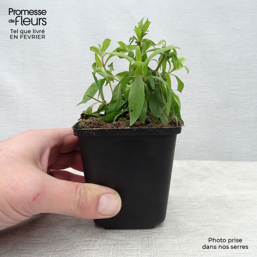Example of Penstemon hybride Rubicundus - Galane Kweekpotje van 8/9 cm as you get in hiver
