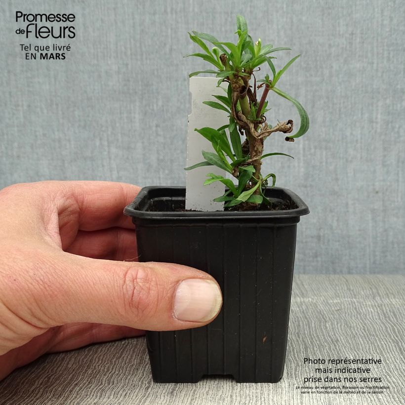 Exemplaar van Penstemon Russian River - Slangenkop Kweekpotje van 8/9 cm zoals geleverd in de lente