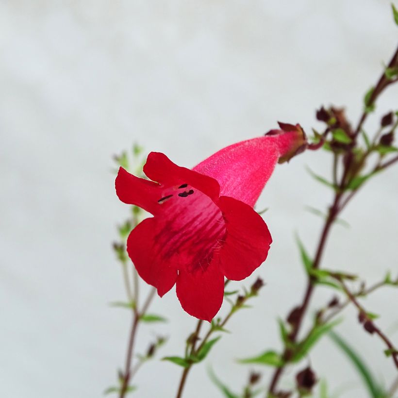 Penstemon Schoenholzeri - Slangenkop (Flowering)