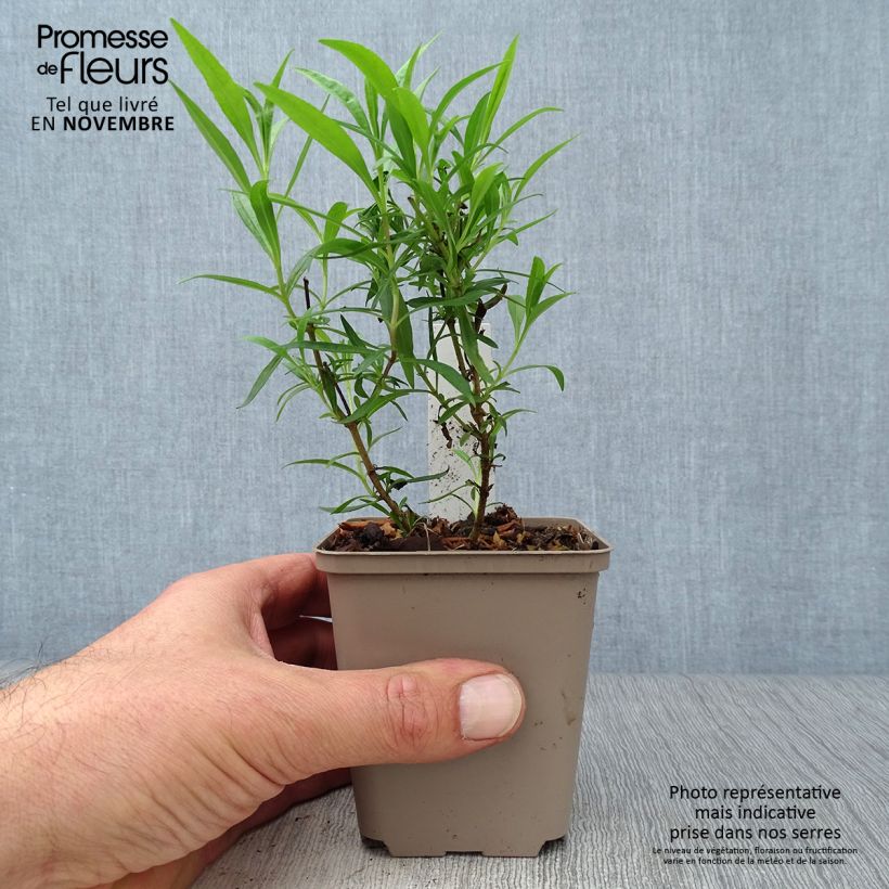 Exemplaar van Penstemon Schoenholzeri - Slangenkop Kweekpotje van 8/9 cm zoals geleverd in de herfst